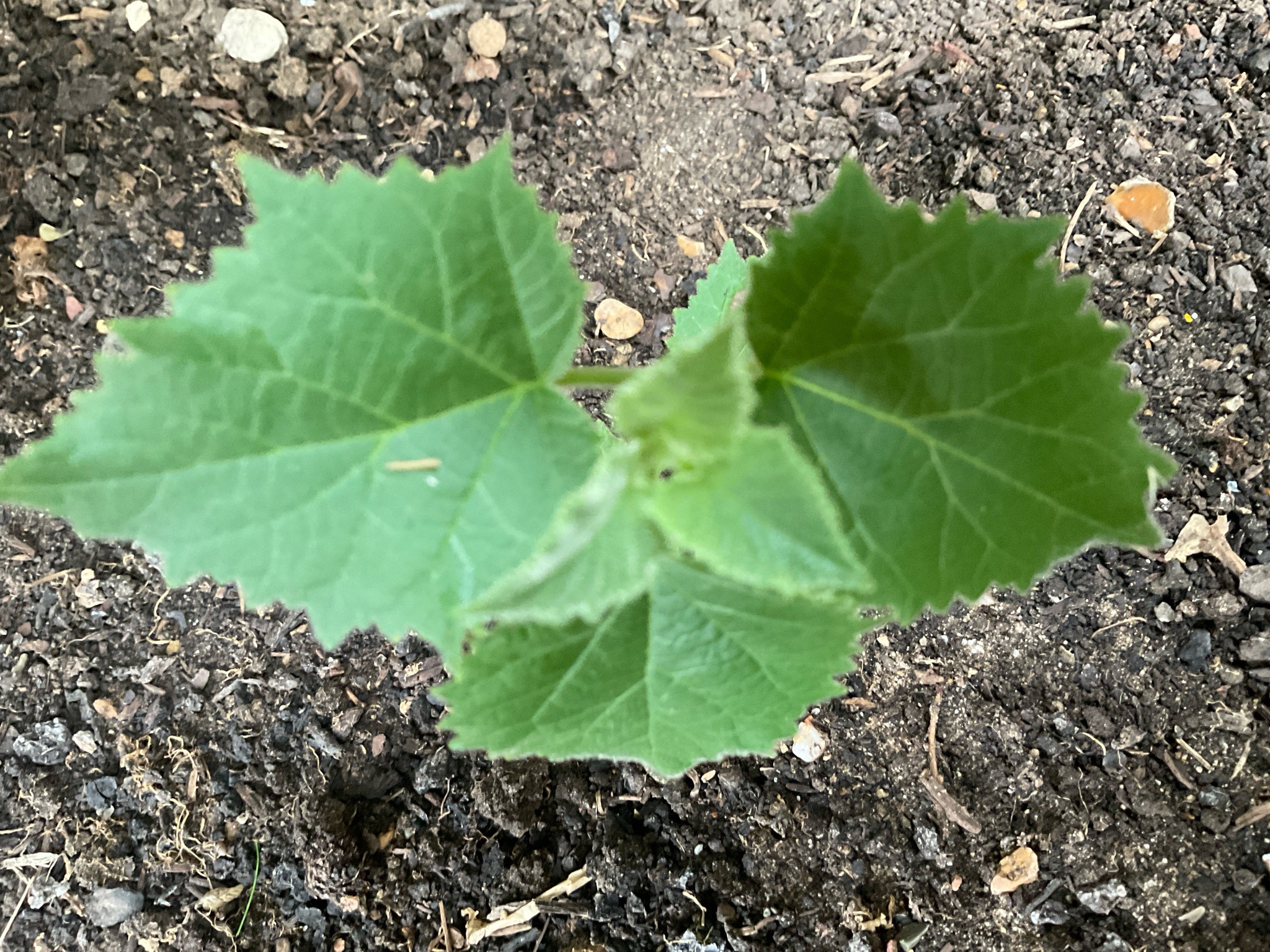 Common Sunflower