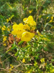 Common Yellow Monkeyflower