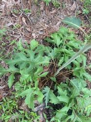 Compass Plant