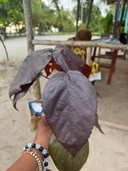 Copper Leaf