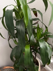 Corn Plant