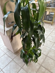 Corn Plant