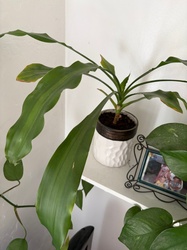 Corn Plant