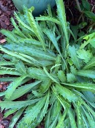 Cornflower