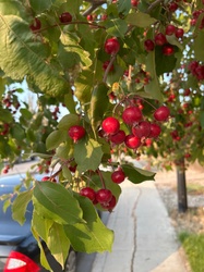 Crabapple