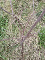 Crabapple