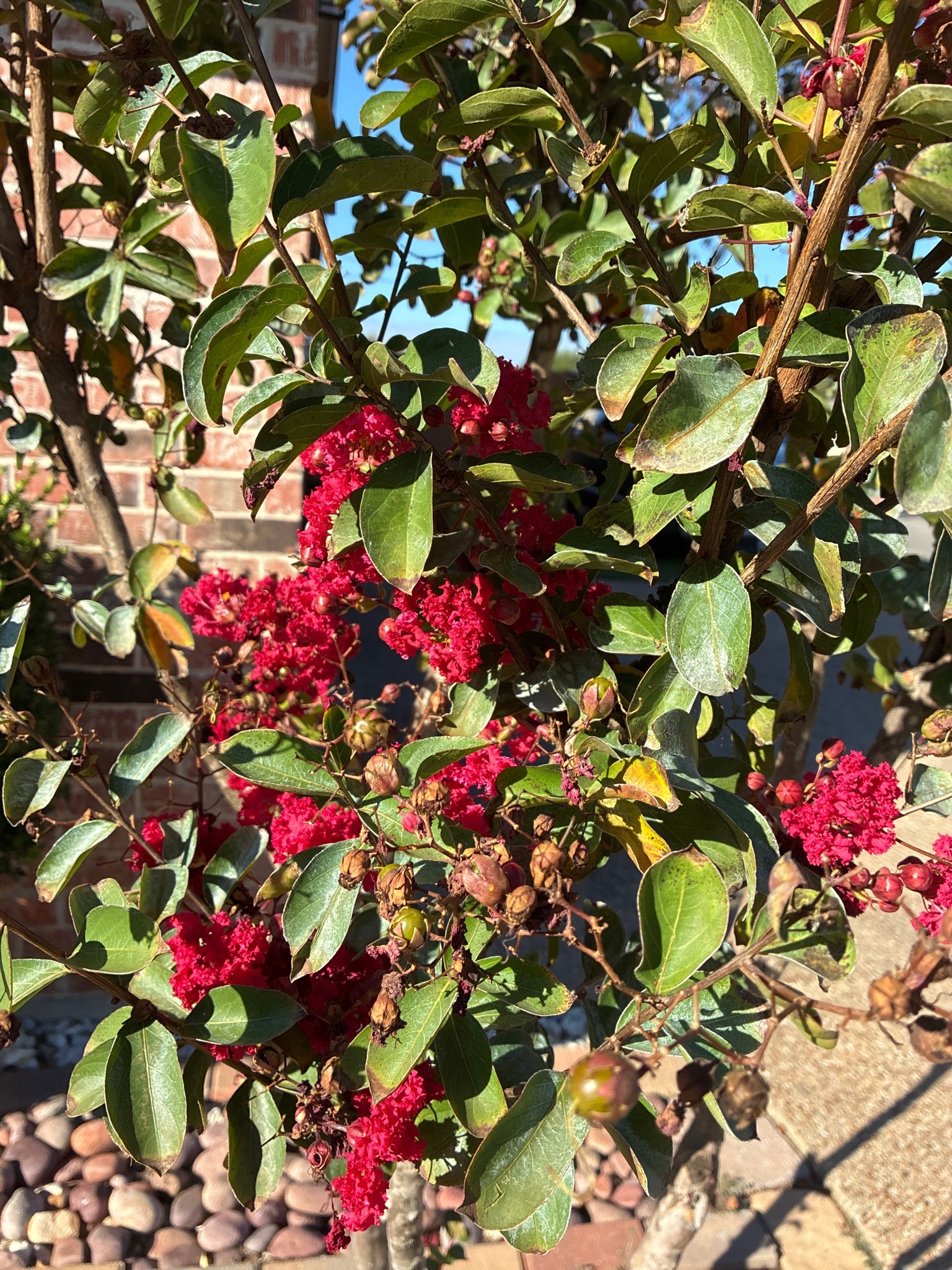 Crape Myrtle