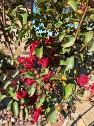 Crape Myrtle