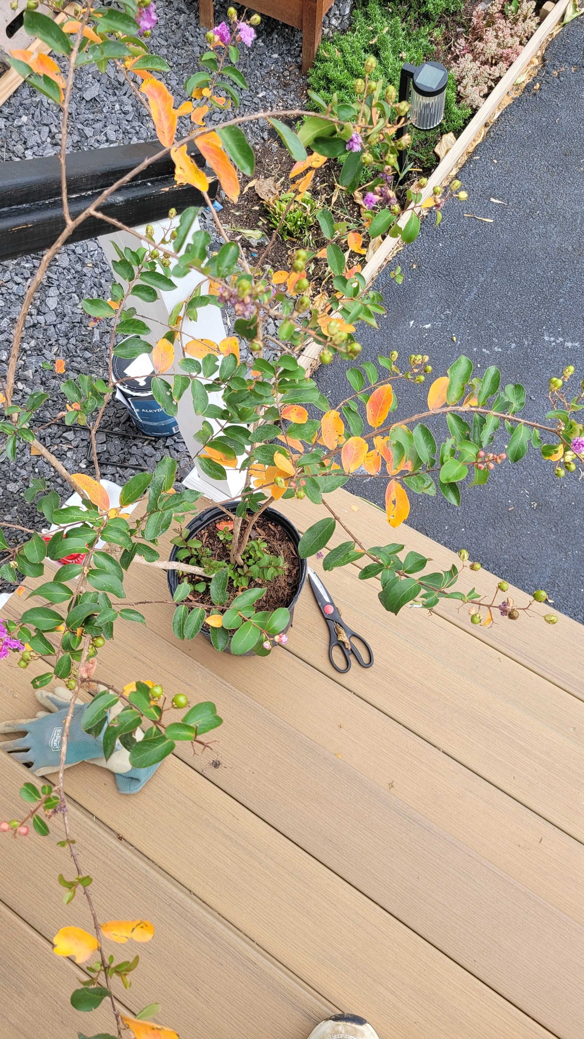 Crape Myrtle