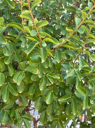 Crape Myrtle