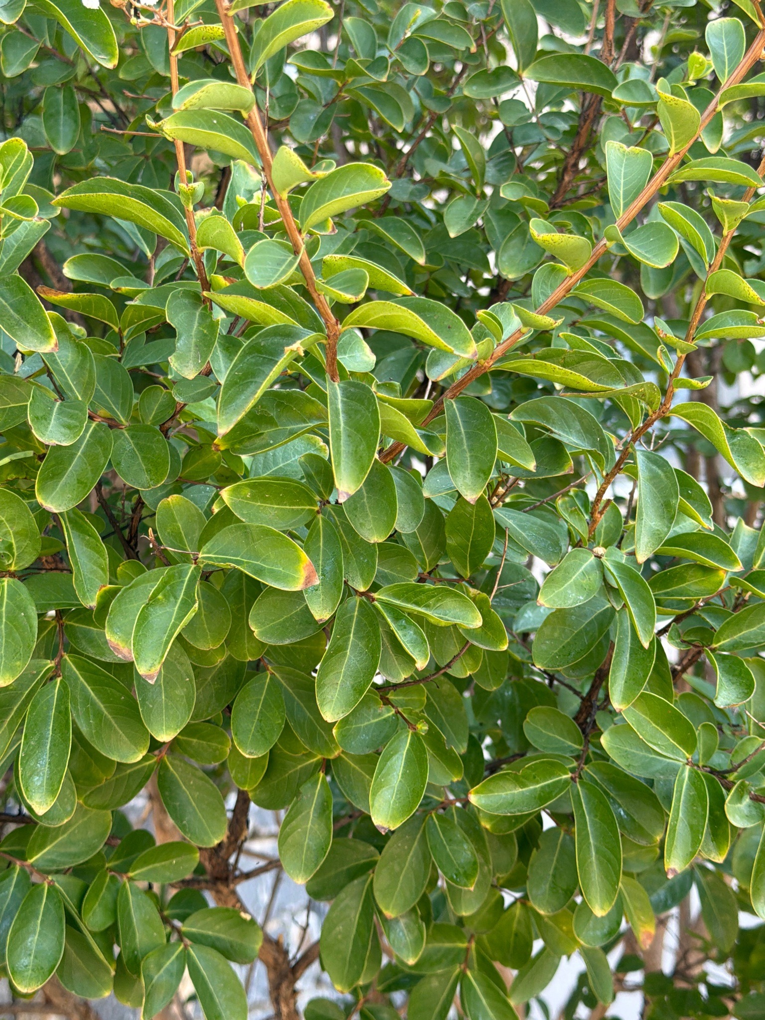Crape Myrtle