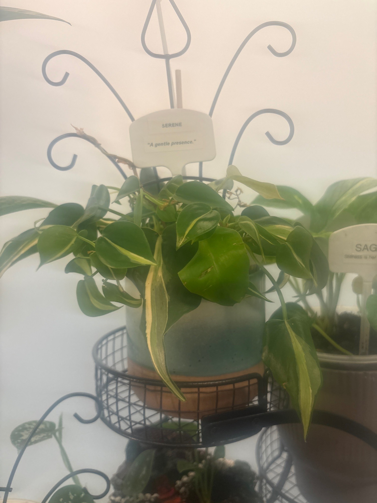 Cream Splash Philodendron