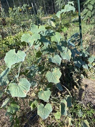 Cucumber