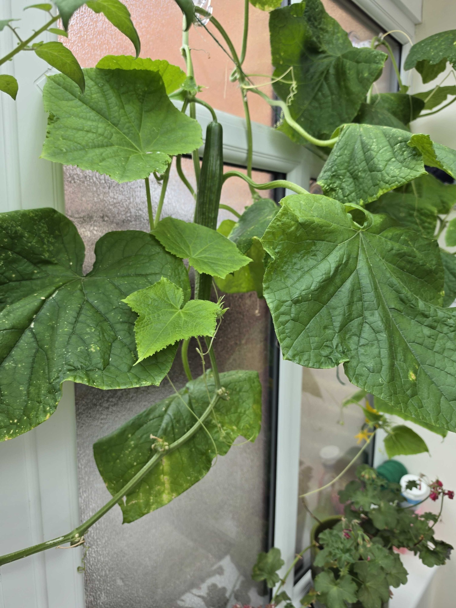 Cucumber