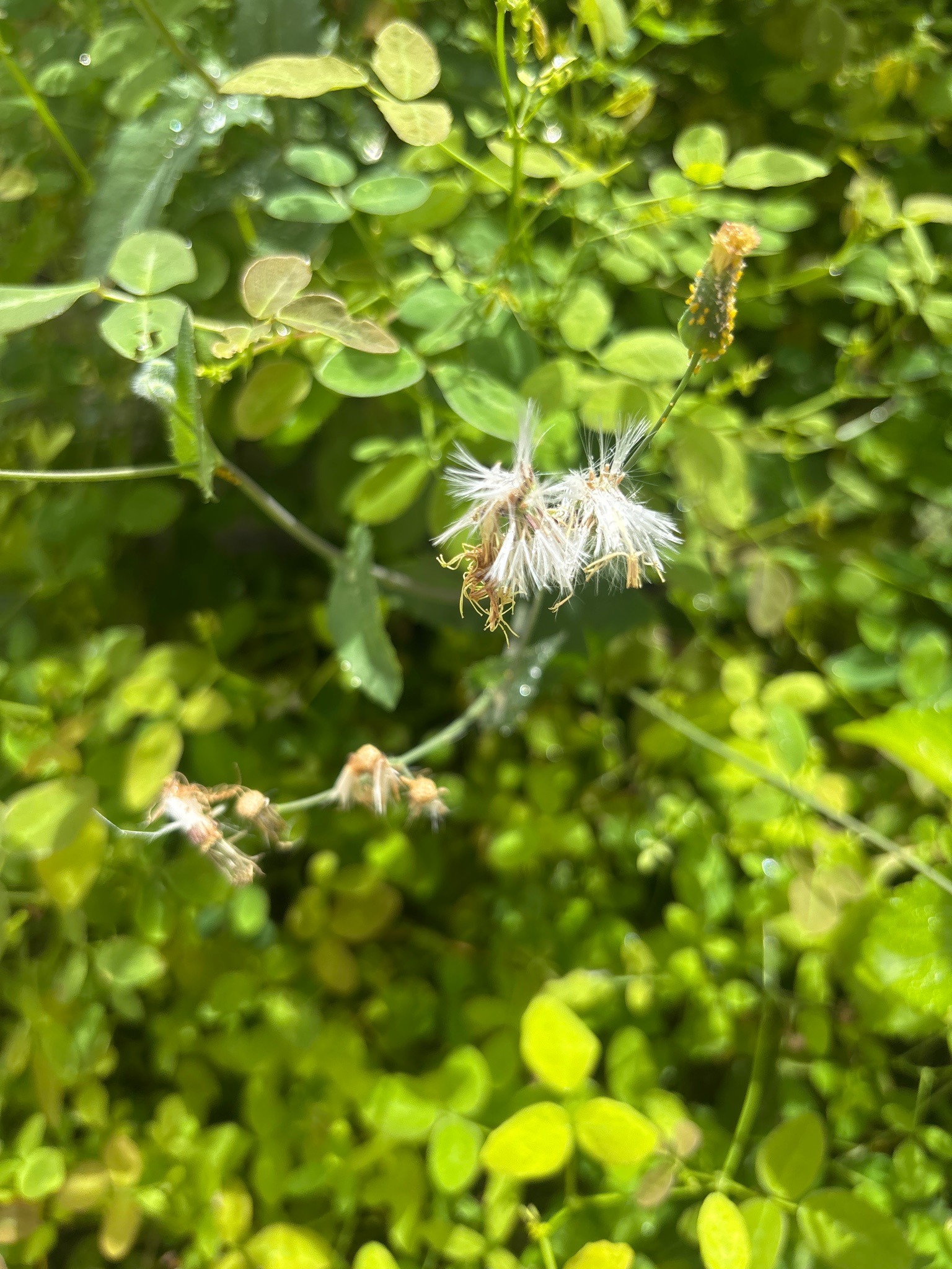 Cupid's Shaving Brush
