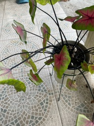 Caladium