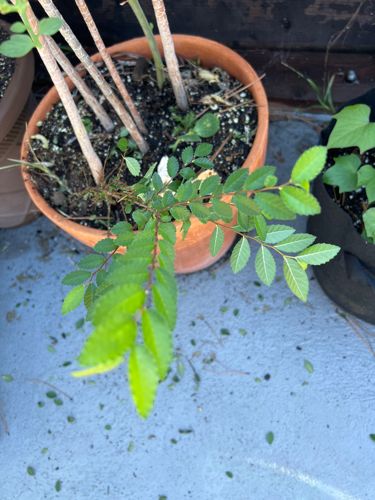 Chinese Elm