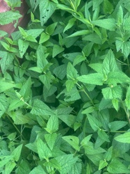Spearmint