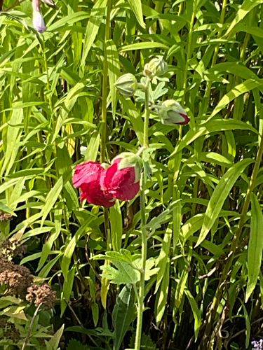 Hollyhock