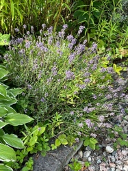 Lavender