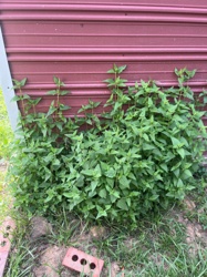 Virginia Creeper