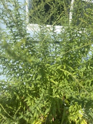 Unidentifiable from the image provided due to lack of distinct features (e.g., flowers, fruits) for a precise identification. It closely resembles some species of Goldenrod (Solidago) or similarly leafy, bushy plants, but this is not definitive.