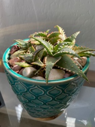 Tiger Tooth Aloe