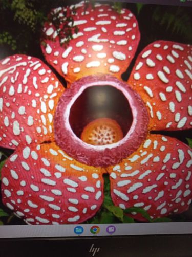 Rafflesia (Corpse Flower)