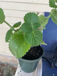Indian Borage