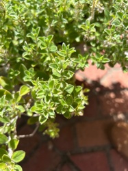 Oregano
