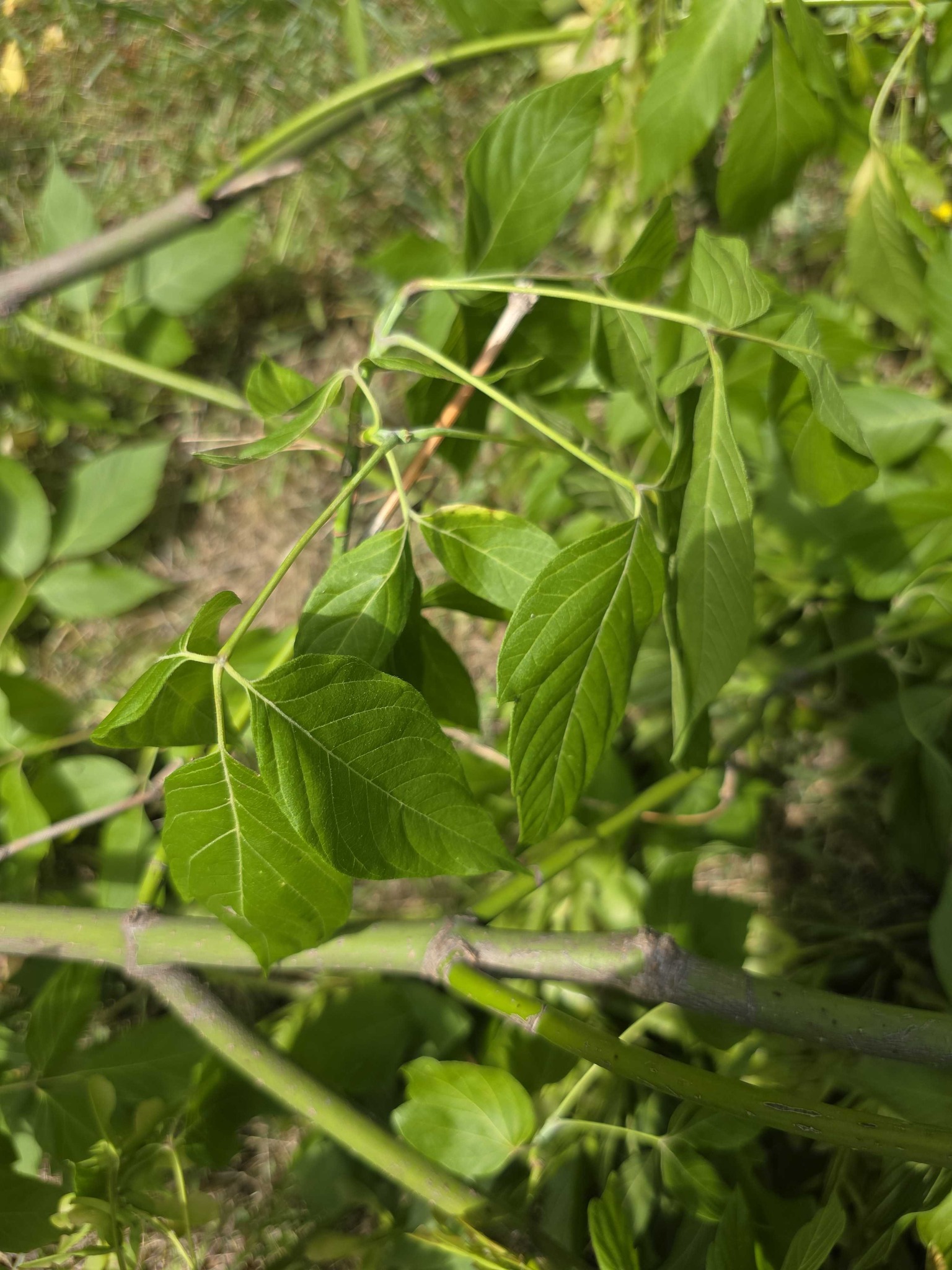 Box Elder