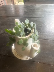 Coin Leaf Peperomia or Trailing Peperomia (likely Peperomia 'Hope')