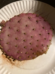 Prickly Pear Cactus (specifically, a purplish variety, possibly related to cold-stressed 'Santa Rita' prickly pear)