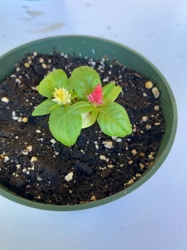 Celosia