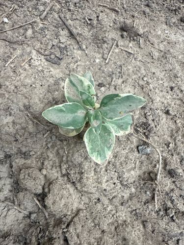 Possibly a variegated cultivar of Ajuga, a type of mint, or a similar groundcover.
