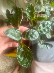Friendship Plant