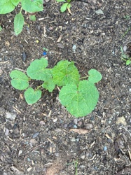 Okra
