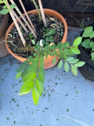 Chinese Elm