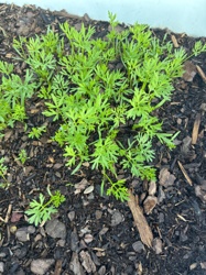 Carrot (seedlings)
