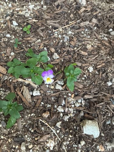 Pansy