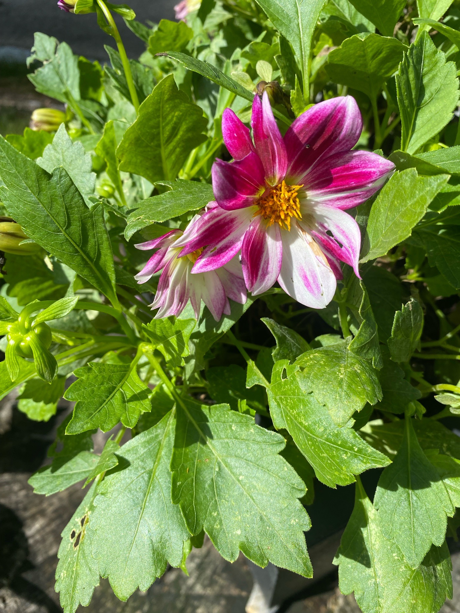 Dahlia