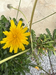 Dandelion