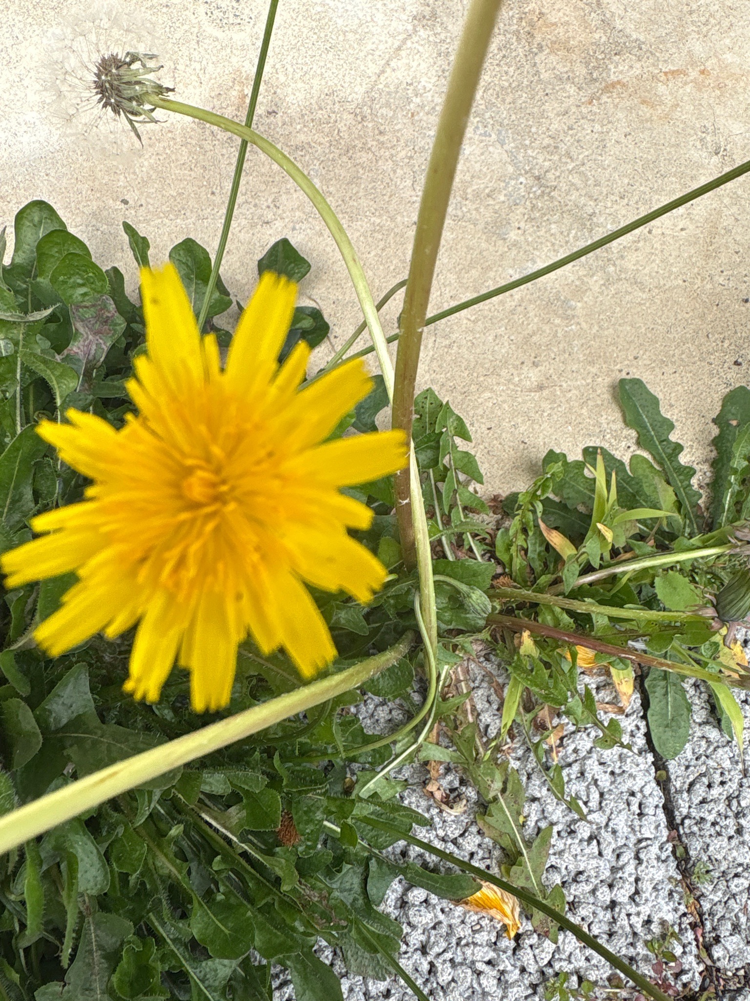 Dandelion