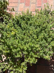 Oregano