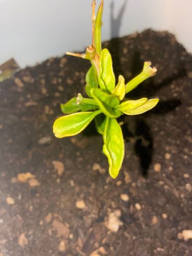 Unidentifiable seedling/young plant