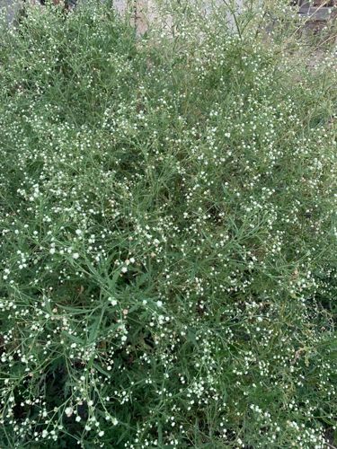 Parthenium Hysterophorus