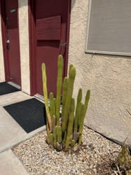 Columnar Cactus (General)