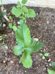 Blackberry