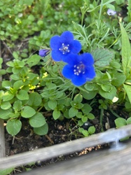 Desert Bluebells
