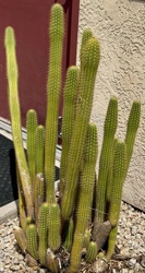 Golden Rat Tail Cactus
